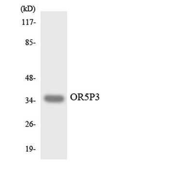 Olfactory receptor 5P3 rabbit pAb