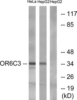 Olfactory receptor 6C3 rabbit pAb
