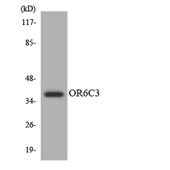 Olfactory receptor 6C3 rabbit pAb