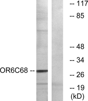 Olfactory receptor 6C68 rabbit pAb