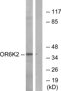 Olfactory receptor 6K2 antibody