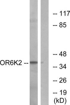 Olfactory receptor 6K2 rabbit pAb