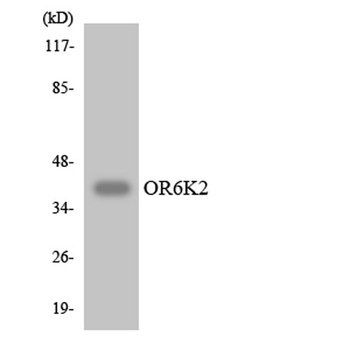 Olfactory receptor 6K2 antibody