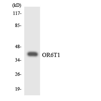 Olfactory receptor 6T1 rabbit pAb