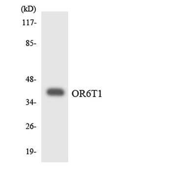 Olfactory receptor 6T1 antibody