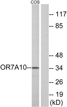 Olfactory receptor 7A10 antibody