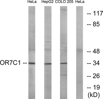 Olfactory receptor 7C1 antibody