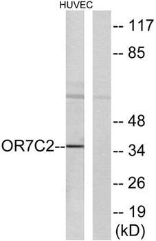 Olfactory receptor 7C2 antibody