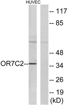 Olfactory receptor 7C2 rabbit pAb