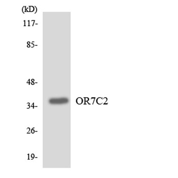 Olfactory receptor 7C2 rabbit pAb