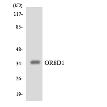 Olfactory receptor 8D1 antibody