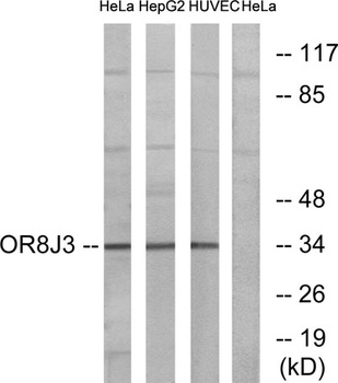 Olfactory receptor 8J3 antibody