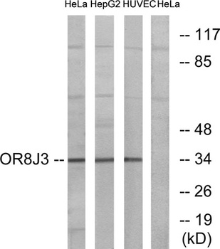 Olfactory receptor 8J3 rabbit pAb