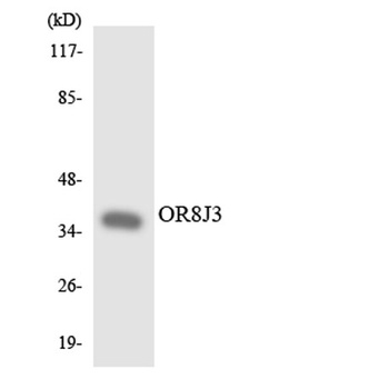 Olfactory receptor 8J3 rabbit pAb