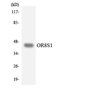 Olfactory receptor 8S1 antibody