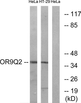 Olfactory receptor 9Q2 antibody