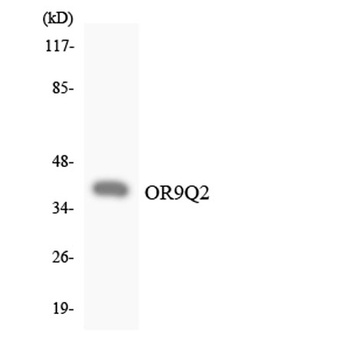 Olfactory receptor 9Q2 antibody
