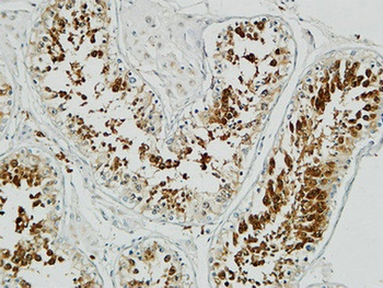 Op18 antibody