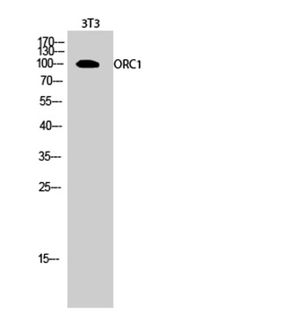 ORC1 antibody