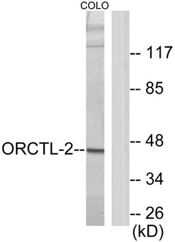ORCTL2 rabbit pAb
