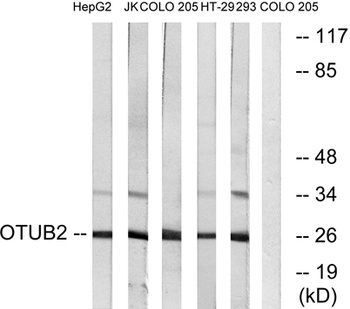OTUB2 antibody