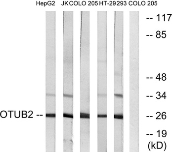 OTUB2 rabbit pAb
