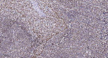OTUB2 rabbit pAb