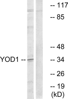 OTUD2 antibody