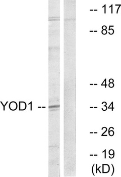 OTUD2 rabbit pAb