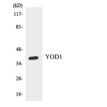 OTUD2 antibody