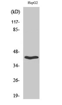 OX2R antibody