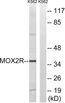 OX2R rabbit pAb