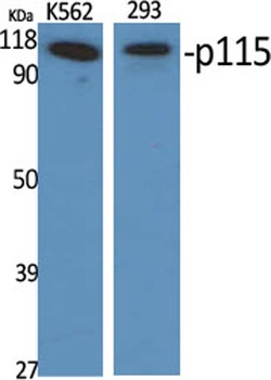 p115 antibody