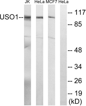p115 rabbit pAb
