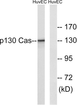 p130 Cas antibody