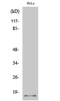p14 rabbit pAb Antibody