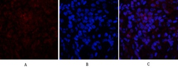 p21 rabbit pAb Antibody