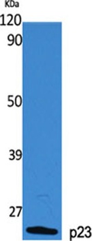 p23 antibody