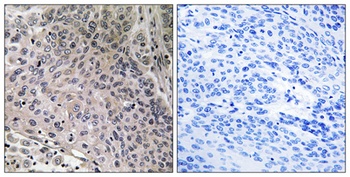 p23 antibody