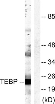 p23 antibody