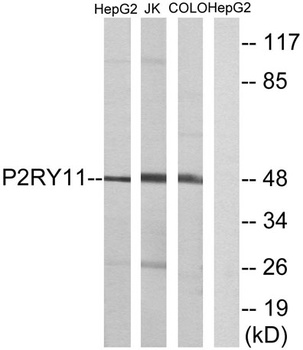 P2Y11 rabbit pAb