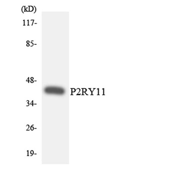 P2Y11 rabbit pAb