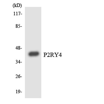 P2Y4 rabbit pAb