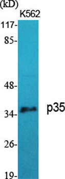 p35 rabbit pAb