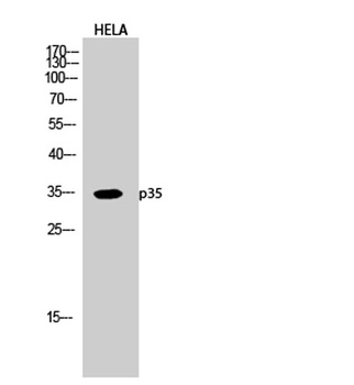 p35 antibody