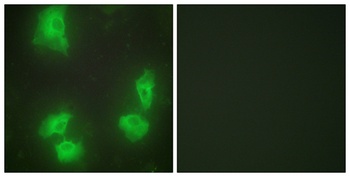 p35 antibody