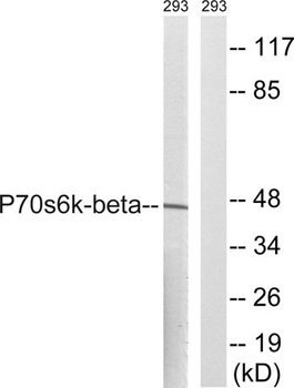 p70 S6 kinase β rabbit pAb