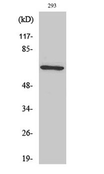 PAF65α rabbit pAb