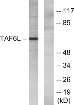 PAF65alpha antibody