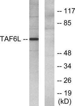PAF65α rabbit pAb